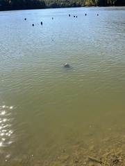 Pectinatella magnifica