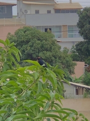 Chrysomus ruficapillus