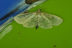Herpetogramma aquilonalis