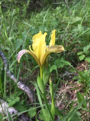 Iris variegata