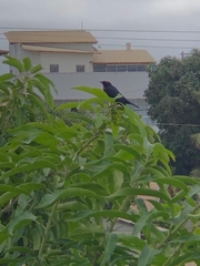 Chrysomus ruficapillus