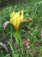 Iris variegata