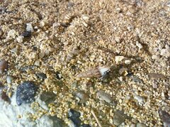 Coenobita compressus