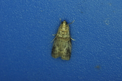 Acrobasis