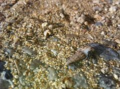 Coenobita compressus