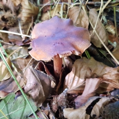 Tricholoma ustale