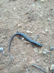 Chalcides bedriagai