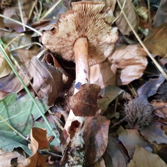Tricholoma ustale