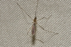 Erioptera