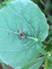 Erebidae
