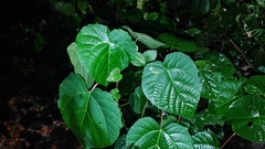 Euphorbiaceae
