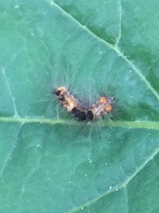 Erebidae