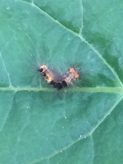Erebidae