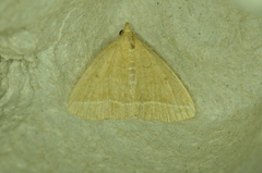 Zanclognatha marcidilinea