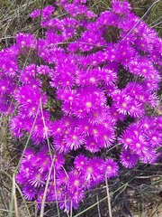 Lampranthus stipulaceus