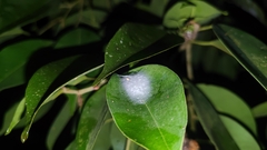 Myrmaplata plataleoides