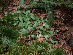 Erythronium revolutum