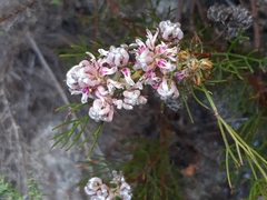 Serruria rubricaulis