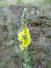 Verbascum densiflorum