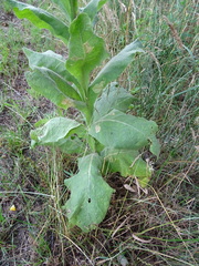Verbascum densiflorum
