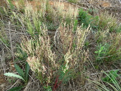 Rumex hastatulus