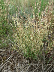 Rumex hastatulus