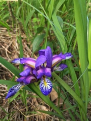 Iris graminea