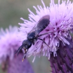 Lasioglossum coriaceum