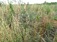 Rumex hastatulus