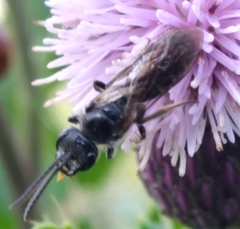 Lasioglossum coriaceum