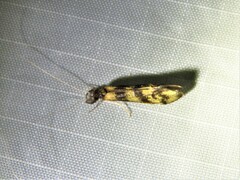 Mystacides longicornis