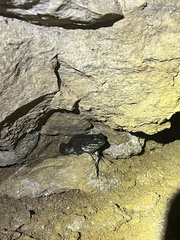 Lithobates clamitans