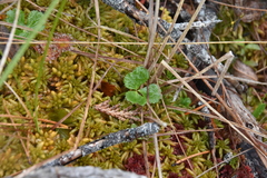 Sphagnum austinii