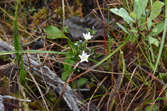 Gentiana douglasiana