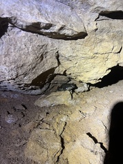 Lithobates clamitans