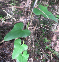 Dioscorea sylvatica sylvatica