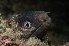 Muraena helena