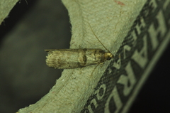 Acrobasis