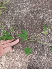 Geranium sibiricum