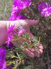 Lampranthus stipulaceus