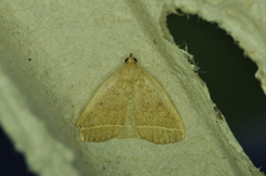 Zanclognatha marcidilinea