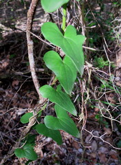 Dioscorea sylvatica sylvatica