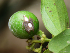 Oxyopes niveosigillatus