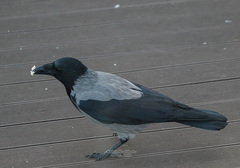 Corvus cornix