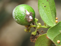 Oxyopes niveosigillatus