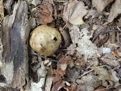 Amphibolips quercusinanis