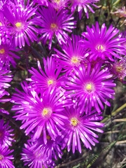 Lampranthus stipulaceus