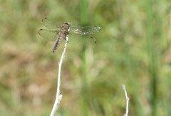 Libellula fulva