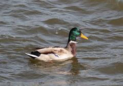 Anas platyrhynchos