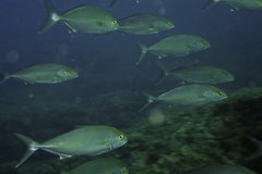 Seriola dumerili